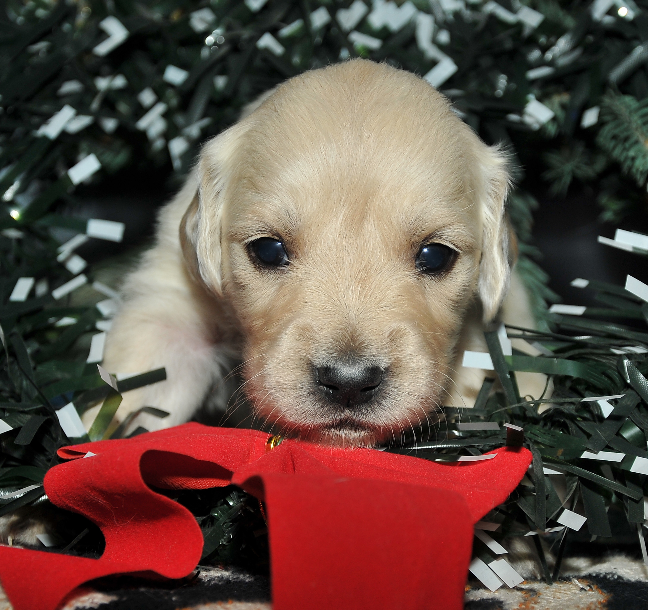 Third photo of Comet, a cute Golden Retriever puppy.